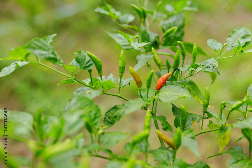 Obraz premium A vibrant collection of chili peppers adorns a lush green plant, showcasing their rich colors and varied ripeness amidst a natural backdrop filled with life and freshness.