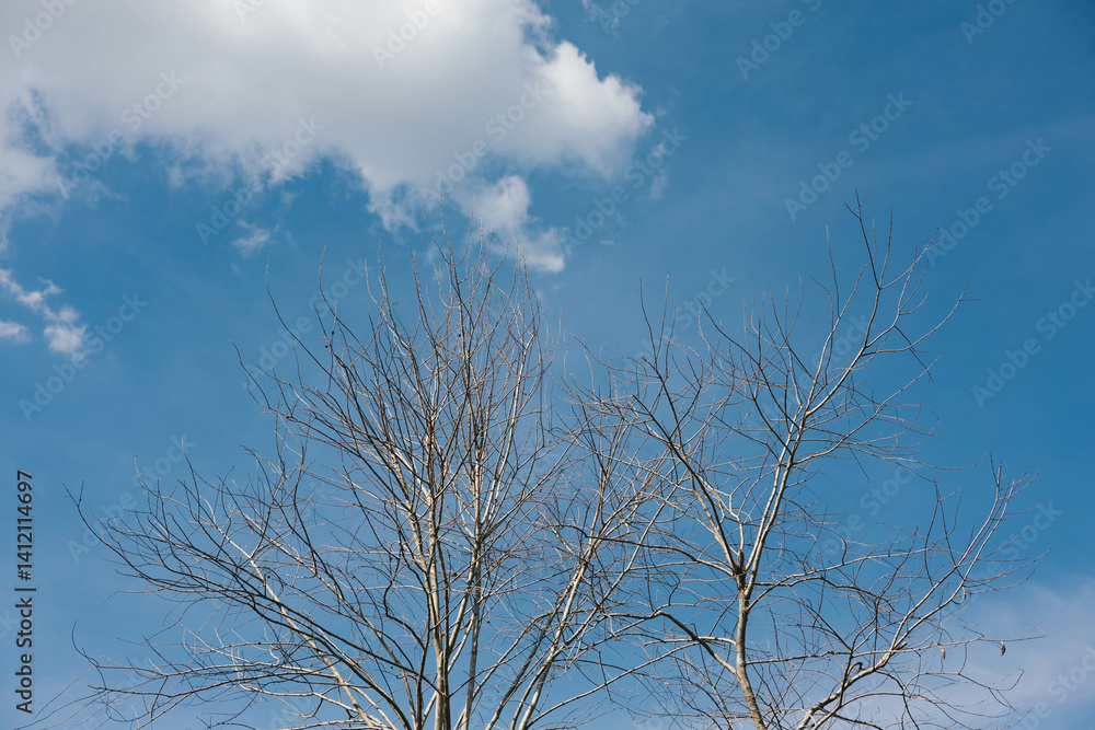 A view from beneath the stark, bare branches reaching towards an expansive blue sky dotted with soft, white clouds on a serene and tranquil day in natures beauty.