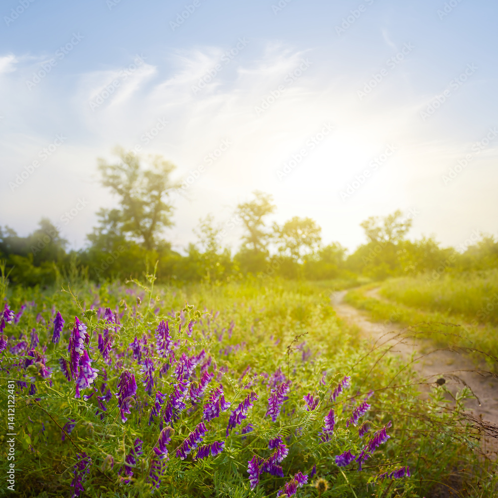ground road among green forest glade at the sunset ground road among green forest glade at the sunset