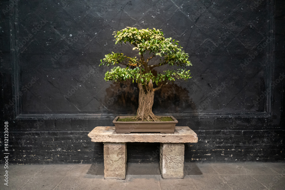 Bonsai tree in a vase