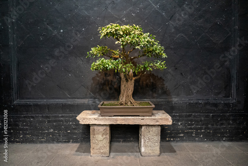 Obraz na płótnie Bonsai tree in a vase w salonie