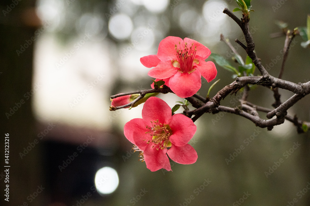 Pink flower in the nature