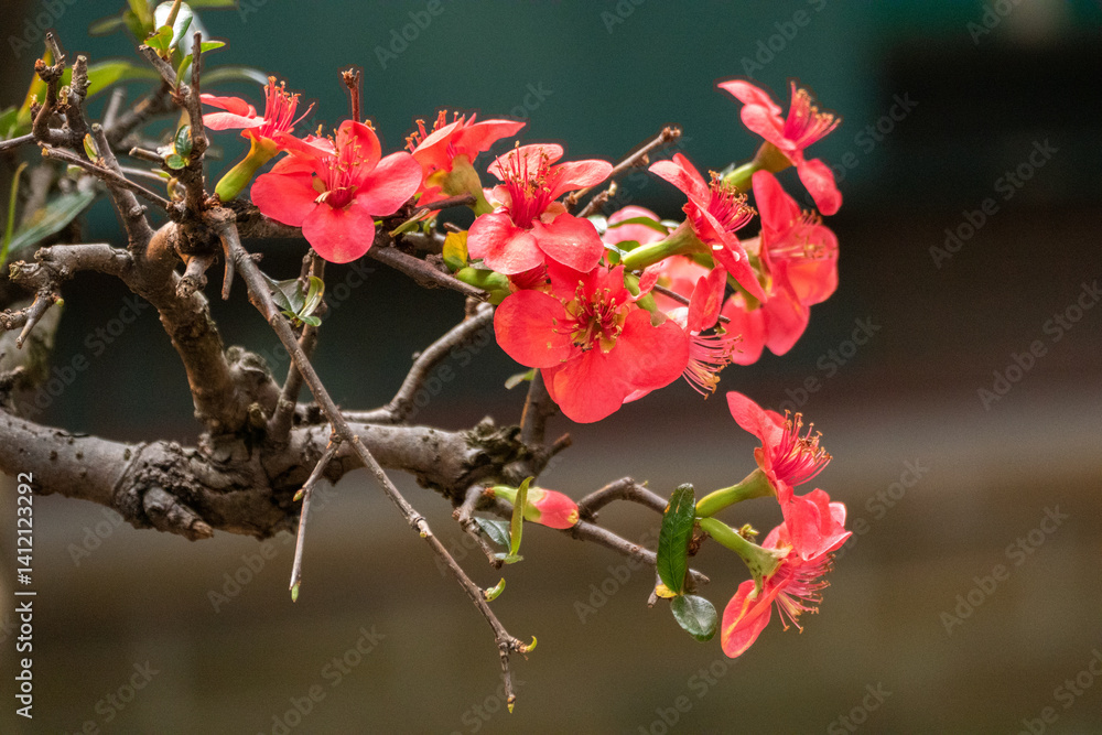Pink flower in the nature