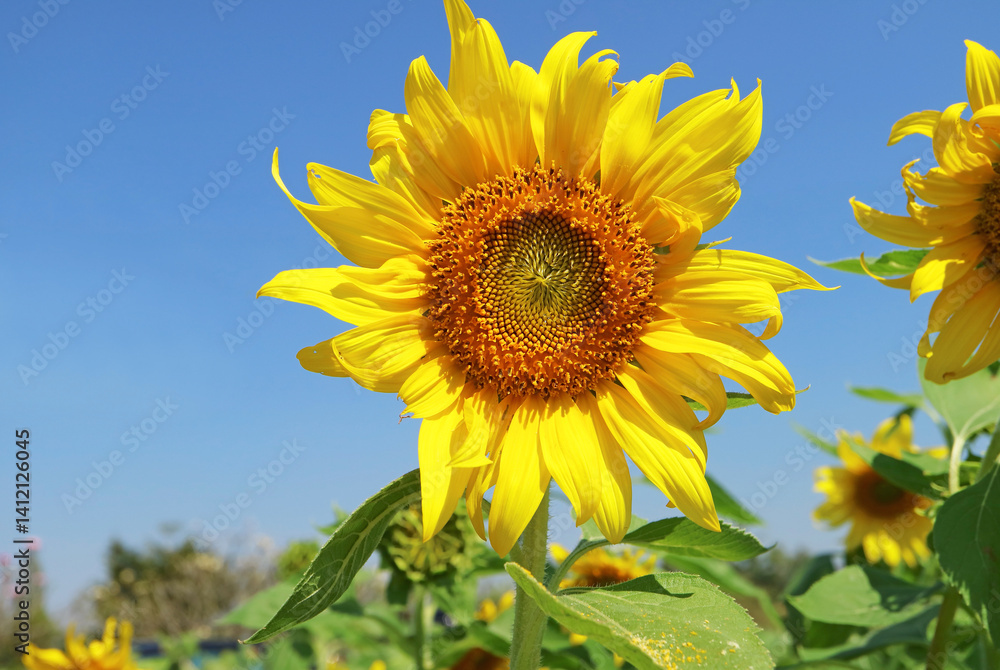 A Blossoming Vivid Yellow Sunflower Against Sunny Blue Sky A Blossoming Vivid Yellow Sunflower Against Sunny Blue Sky
