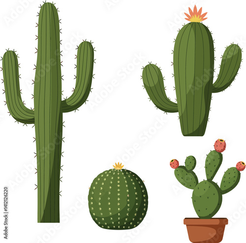 Four different green cacti with spines and flowers in flat detailed style vector illustration
