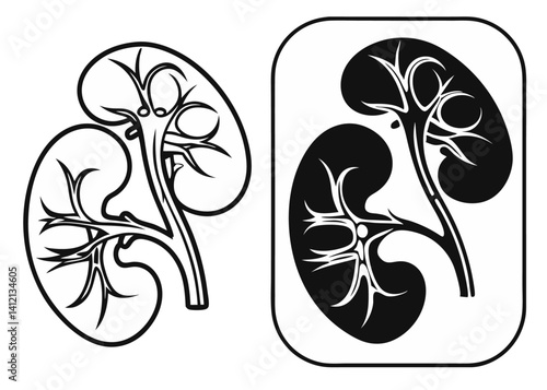 Human Kidney Anatomy Medical Illustration of Renal System