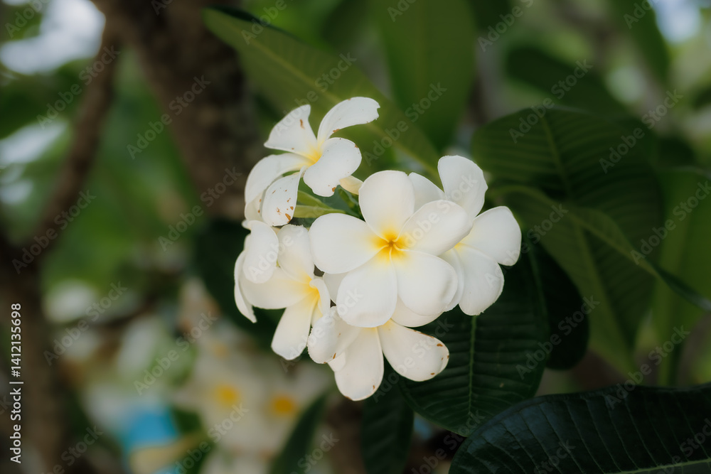 Obraz premium White frangipani flowers bloom gently in the sun, their soft fragrance drifting on a warm tropical breeze