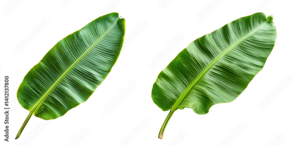 Lush green banana leaves isolated transparent background perfect for tropical designs and textures Lush green banana leaves isolated transparent background perfect for tropical designs and textures