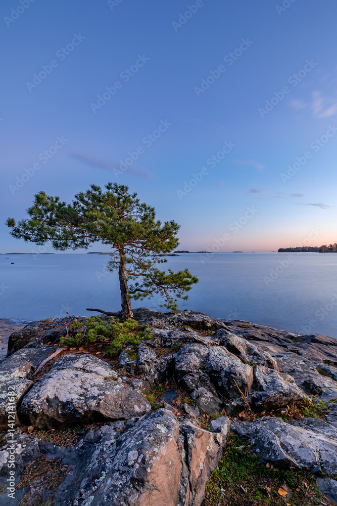 tree on the coast