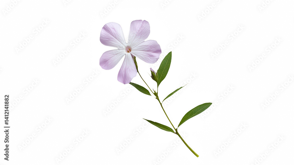 a purple flower small stem against a on a transparent background, PNG image, PNG file, Generative art. a purple flower small stem against a on a transparent background, PNG image, PNG file, Generative art.
