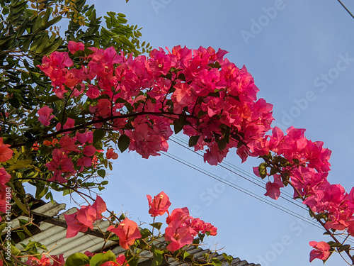 Bright pink bougainvillea flowers arch beautifully against a clear blue sky. The vibrant blooms and green leaves create a striking contrast with rooftops and wires.