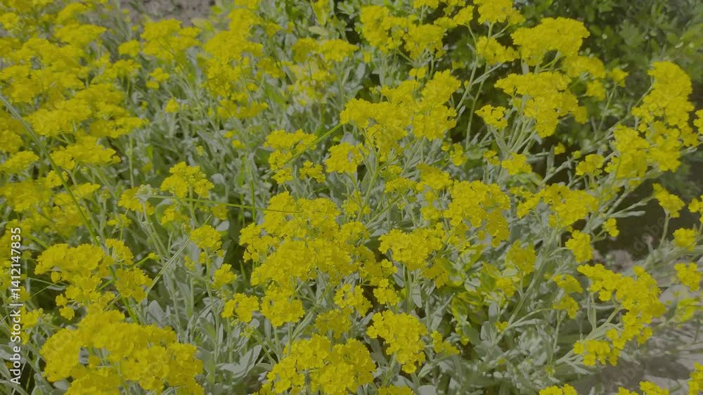 bush of yellow flowers. yellow grass. many small yellow flowers. spring nature. summer flowers. bush of yellow flowers. yellow grass. many small yellow flowers. spring nature. summer flowers.