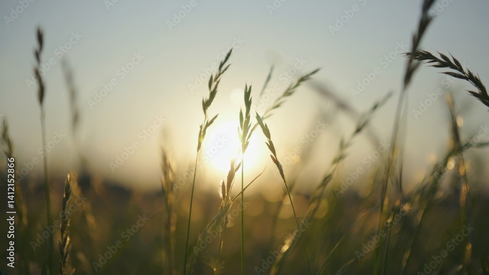 Obraz premium A photograph capturing the beauty of a sunset shining through tall wheat stalks.