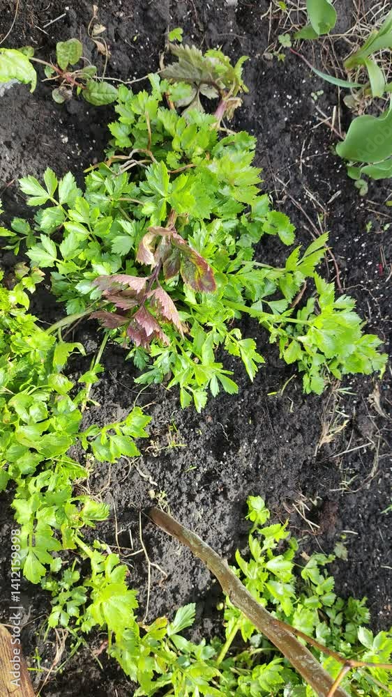 spring green grass. first grass in spring. green grass and black earth. 4k video. top video.