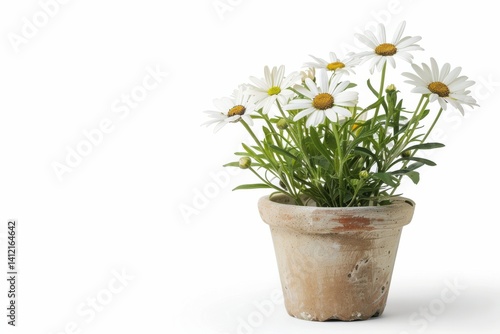 Wallpaper Mural Delicate white daisies bloom in a rustic terracotta pot on a bright sunny day in a cozy garden isolated on transparent background Torontodigital.ca