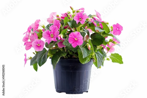 Wallpaper Mural Bright pink flowers in a vibrant pot add charm to any indoor or outdoor space in springtime isolated on transparent background Torontodigital.ca
