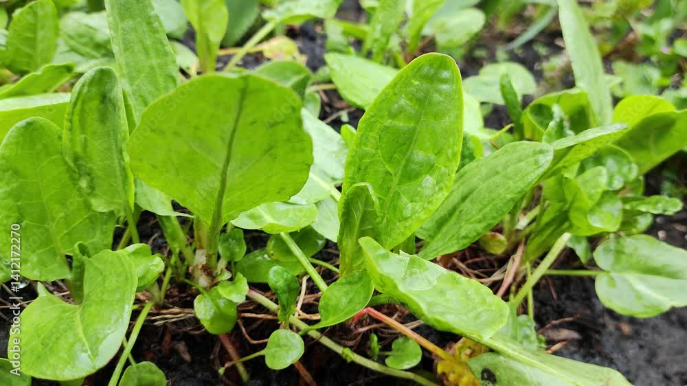 Sour Dock, Natural sour dock Just Beginning to Green in the Garden. Organic Sorrel growing in the garden Green sorrel leaves on the garden bed for growing agricultural plants. Sour Dock, Natural sour dock Just Beginning to Green in the Garden. Organic Sorrel growing in the garden Green sorrel leaves on the garden bed for growing agricultural plants.