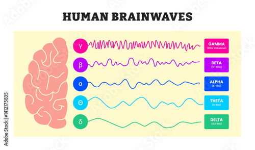Human Brainwaves Frequency Chart educational medical poster design healthcare, labeled Gamma, Beta, Alpha, Theta, Delta Brain Wave Diagram for Sleep, Focus, Meditation, and Neuroscience Education.