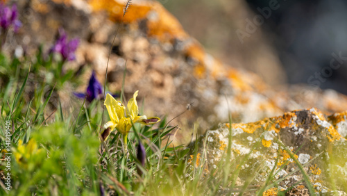 spring flowers in the grass