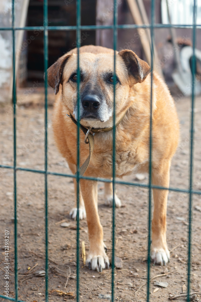 Dog in animal shelter. Homeless sad dog in a cage. Dog in animal shelter. Homeless sad dog in a cage.