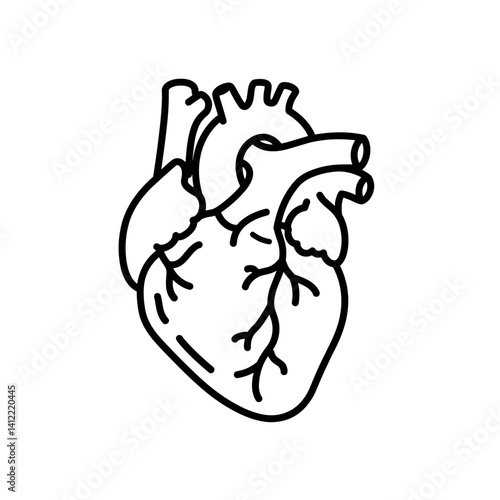 Human heart anatomy line icon