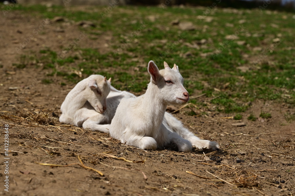 Fototapeta premium Verschiedene Ziegen auf der Frühlingsweide