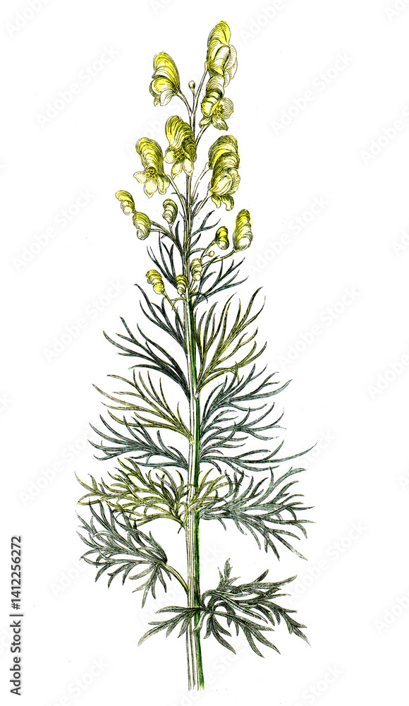 Naklejka premium Aconitum anthora, Gift-Eisenhut, Nutzpflanze, Heilpflanze