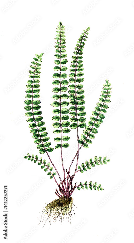 Naklejka premium Asplenium trichomanes, Braunstieliger Streifenfarn, Brauner Streifenfarn, Nutzpflanze, Heilpflanze