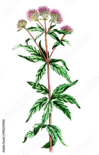 Eupatorium cannabinum, Gewöhnlicher Wasserdost, Nutzpflanze, Heilpflanze