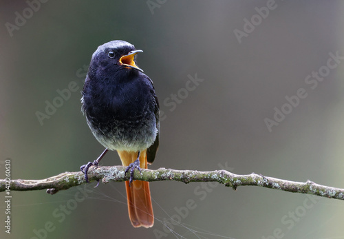 Male black redstart (Phoenicurus ochruros) singing with its beak wide open. Beautiful garden songbird perched on a tree branch, isolated background. Bird in nature with space for text.
