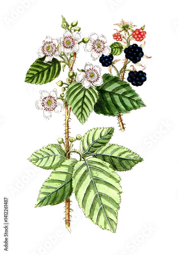 Photos Rubus fruticosus, Brombeere, Nutzpflanze, Heilpflanze