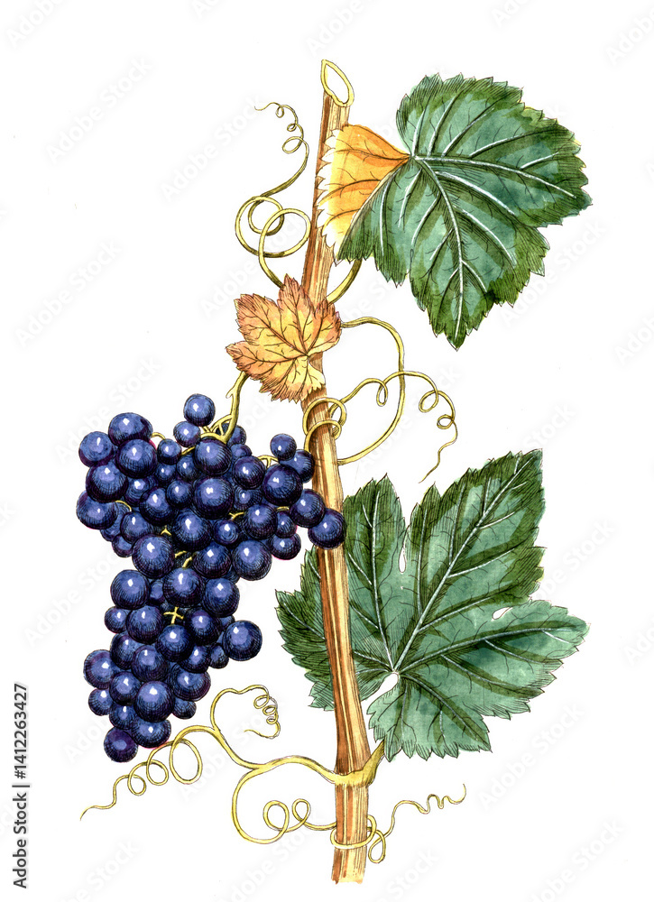Obraz premium Vitis vinfera, Weinrebe, Nutzpflanze, Heilpflanze