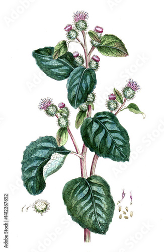 Arctium lappa, Große Klette, Nutzpflanze, Heilpflanze