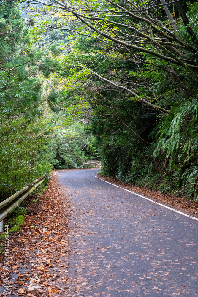 Obraz premium View of primeval cedar forests in Yakushima island, Japan