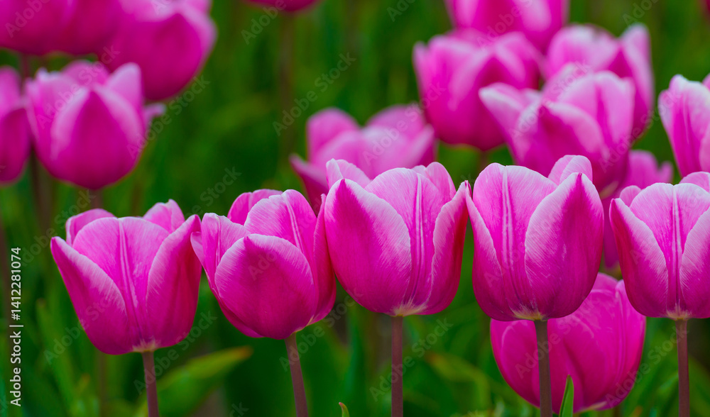 Fototapeta premium Colorful flowers growing in an agricultural field, Almere, Flevoland, The Netherlands, April 15, 2025