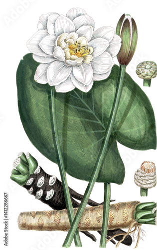 Fototapeta Nymphea alba, weißblühende Seerose, Heilpflanze, Nutzpflanze