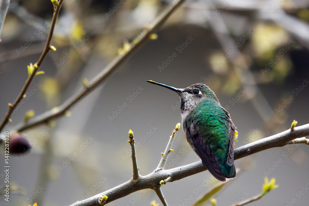Fototapeta premium An Anna's Hummingbird (female or immature male) sits on a branch in a tree in San Artes apartment complex in North Scottsdale, Arizona