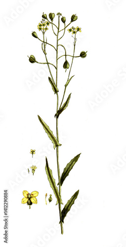 Canvastavla Camelina sativa, Myagrum sativum, Leindotter, Heilpflanze, Naturmedizin