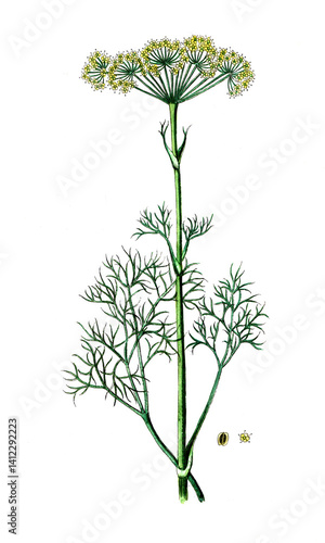 Wallpaper Mural Peucedanum officinale, Echter Haarstrang, auch Arznei-Haarstrang, Naturmedizin, Heilpflanze Torontodigital.ca