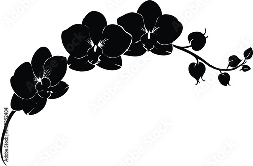 Branch of Blooming Orchid Flowers Silhouette on White Background Pattern Design