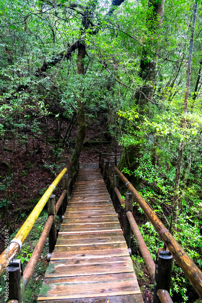 Fototapeta premium View of primeval cedar forests in Yakushima island, Japan