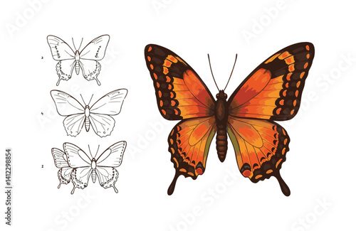 Artistic butterfly progression unveiling magnificent wing details