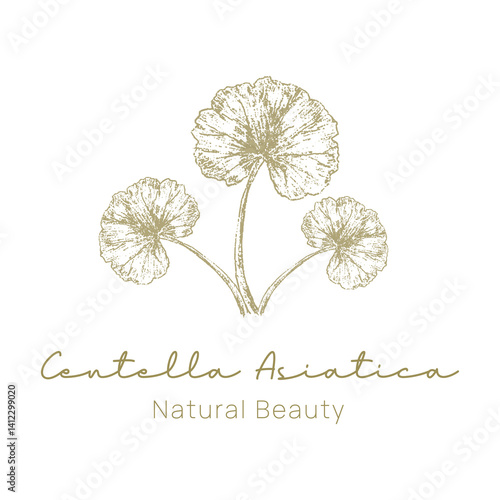 Gotu Kola ( Centella Asiatica ) Beautiful and Aestethic Logo for Skincare Brand