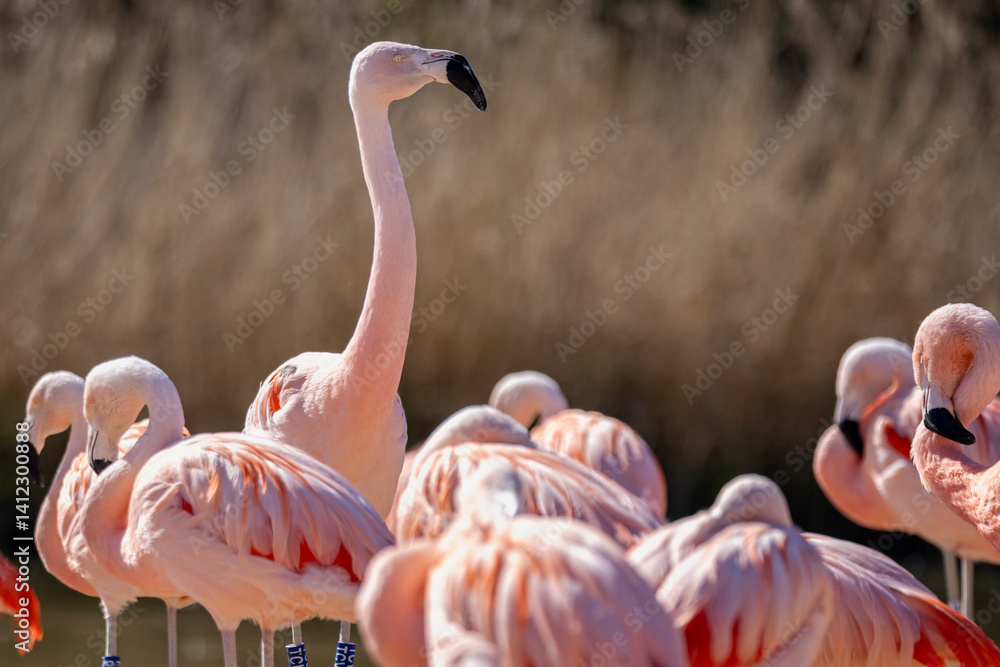 Naklejka premium Close up of a group of pink Chilean Flamingoes at Slimbridge WWT, Gloucestershire, UK on 11 April 2025