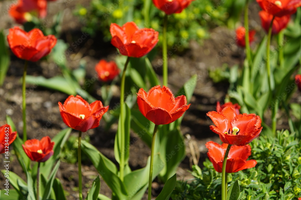 Tulip Arma, the dark red double tulip. (Liliaceae family) The bulbous plant is already propagated, budding, and well-rooted. Hanover Berggarten, Germany. Tulip Arma, the dark red double tulip. (Liliaceae family) The bulbous plant is already propagated, budding, and well-rooted. Hanover Berggarten, Germany.