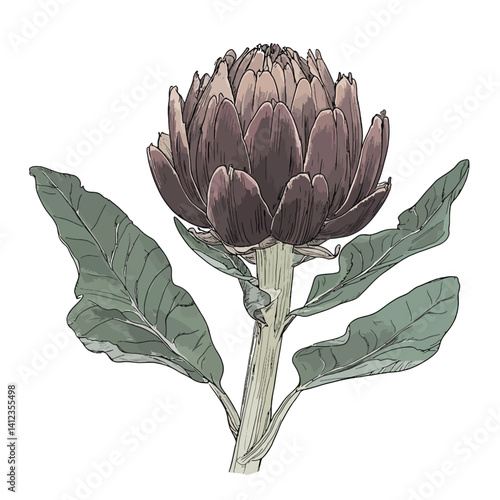 Vector artichoke 