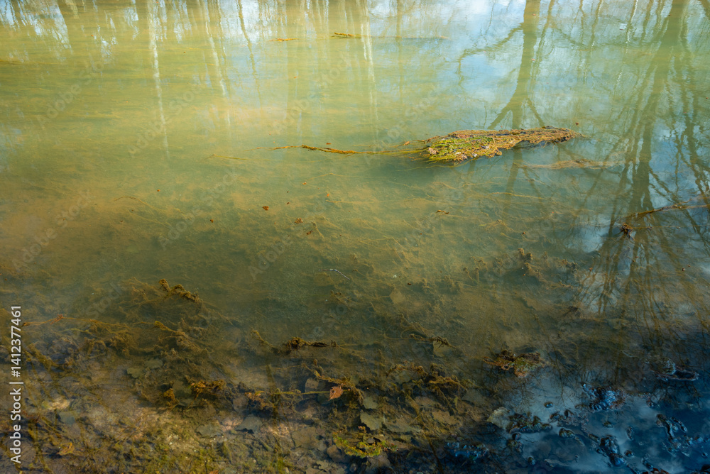 A muddy body of water with overgrown vegetation and trees in the background, evoking a natural habitat or a marshy area.