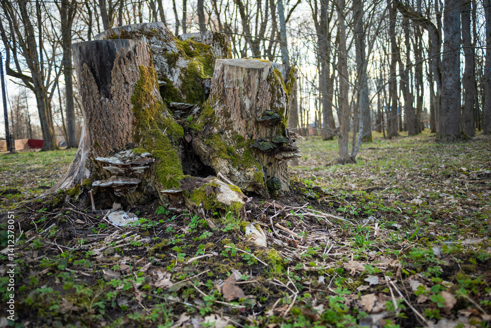 Moss-covered old tree stump in a forest. A natural landscape with roots exposed and signs of decay.