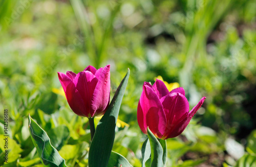 pink tulips in spring