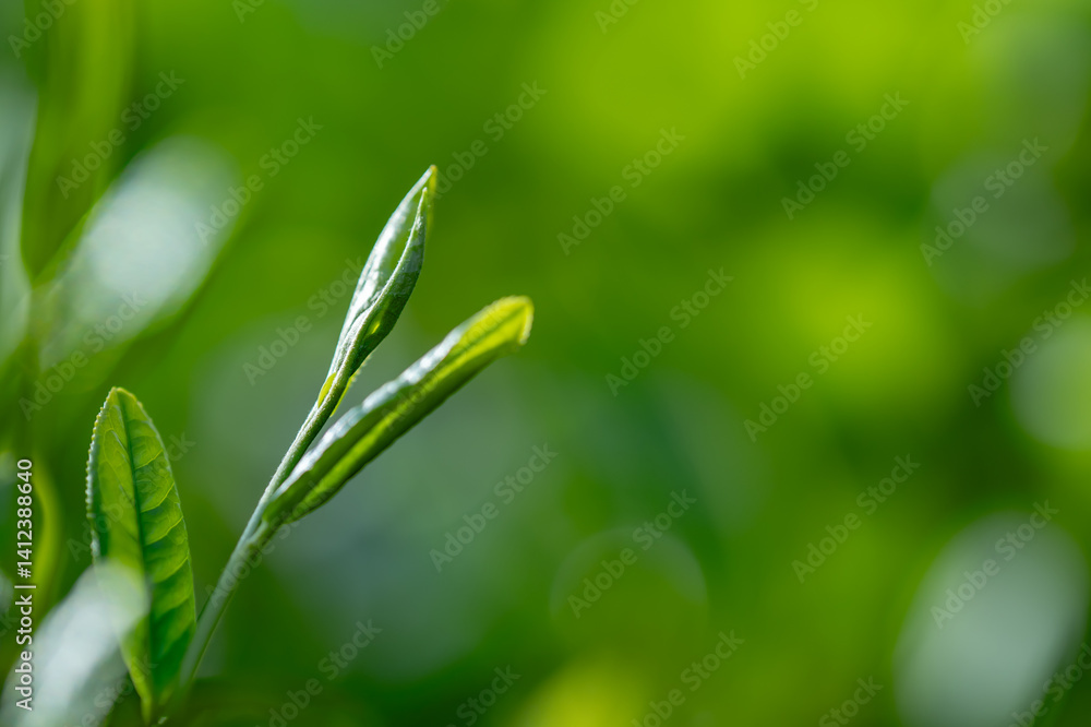 Obraz premium 茶葉・茶畑・新茶